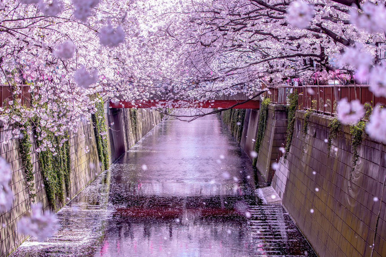 Tokyo Cherry Blossom Viewing: The Most Beautiful Spots for