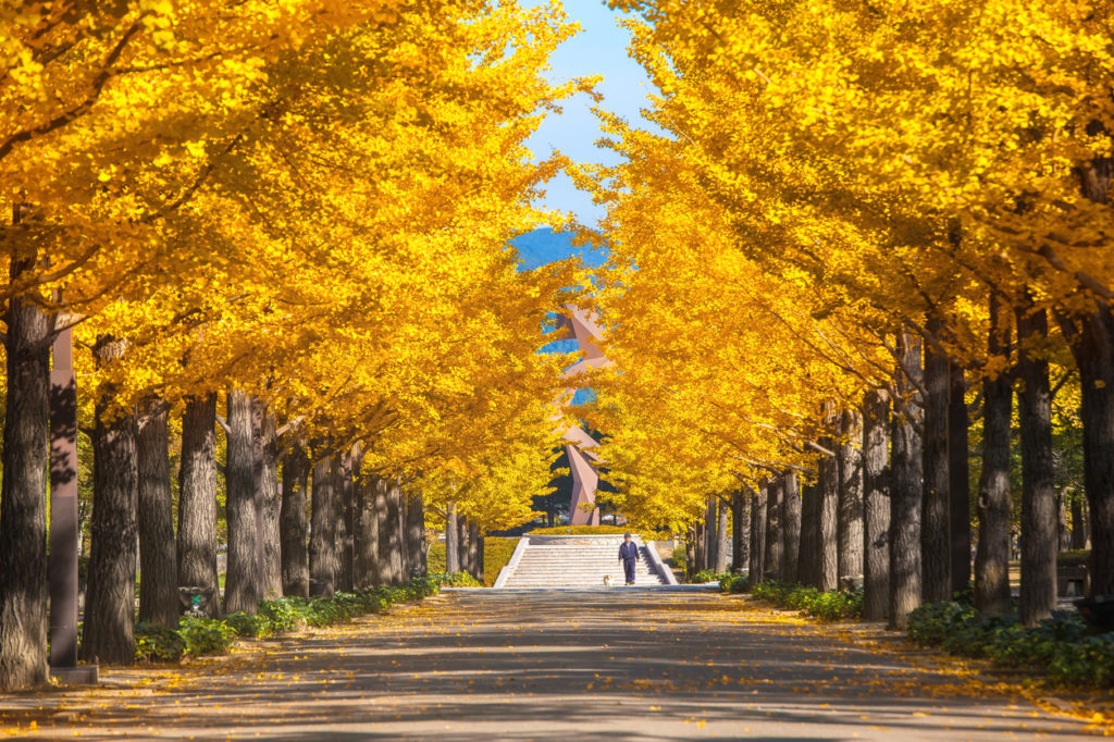 Showa Kinen Park Autumn Foliage Tokyo