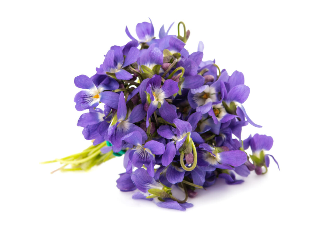 Flowers For Friendship
