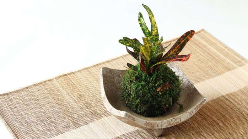 The Art of Kokedama