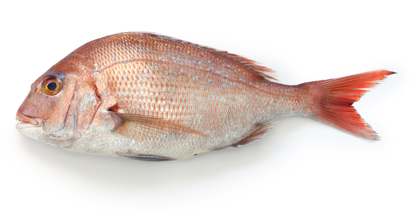 5 Seasonal Spring Fish in Japan - Savvy Tokyo