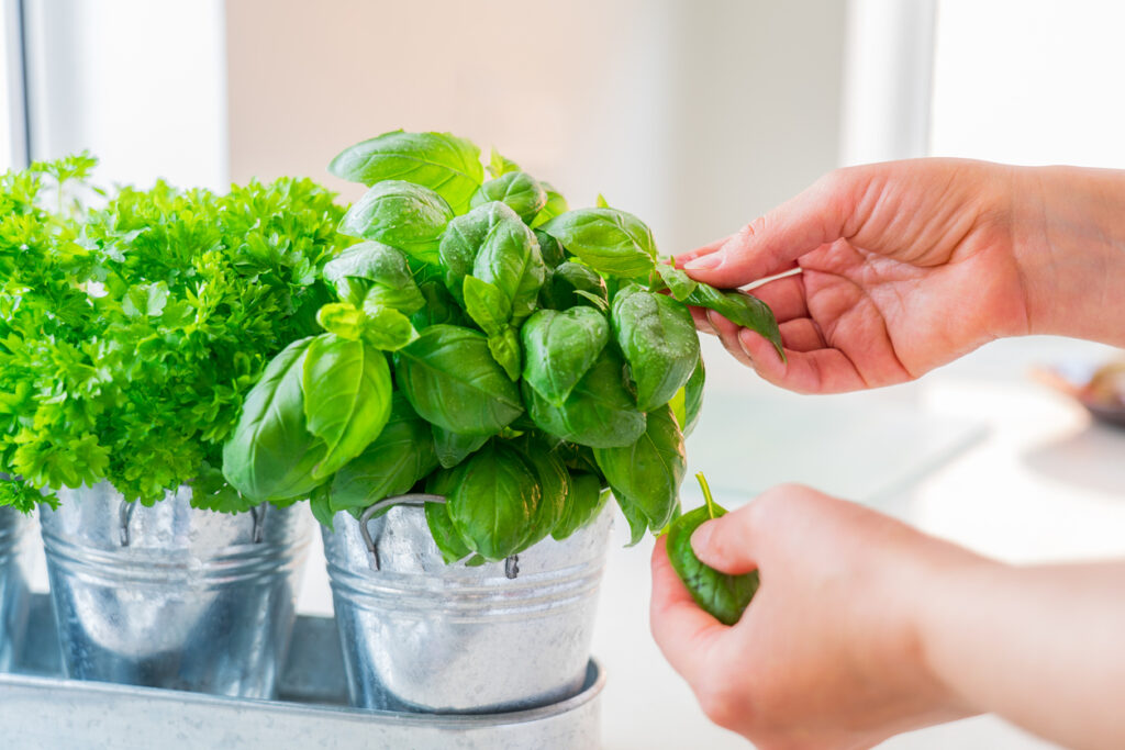 Grow Your Own herbs