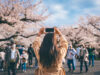 Tokyo Area Events for March 2026