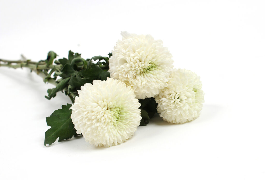 Flowers For Mourning