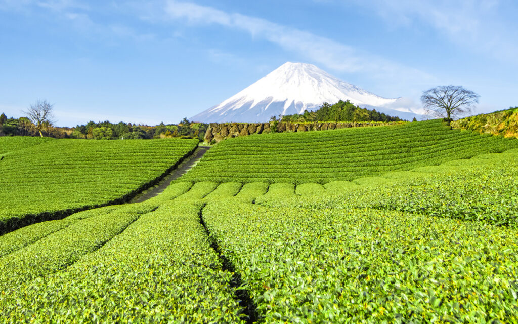 Matcha Producing Regions in Japan